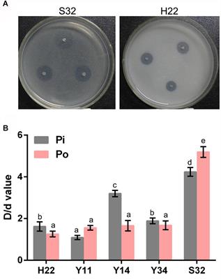 Identification and Characterization of the Phosphate-Solubilizing Bacterium Pantoea sp. S32 in Reclamation Soil in Shanxi, China